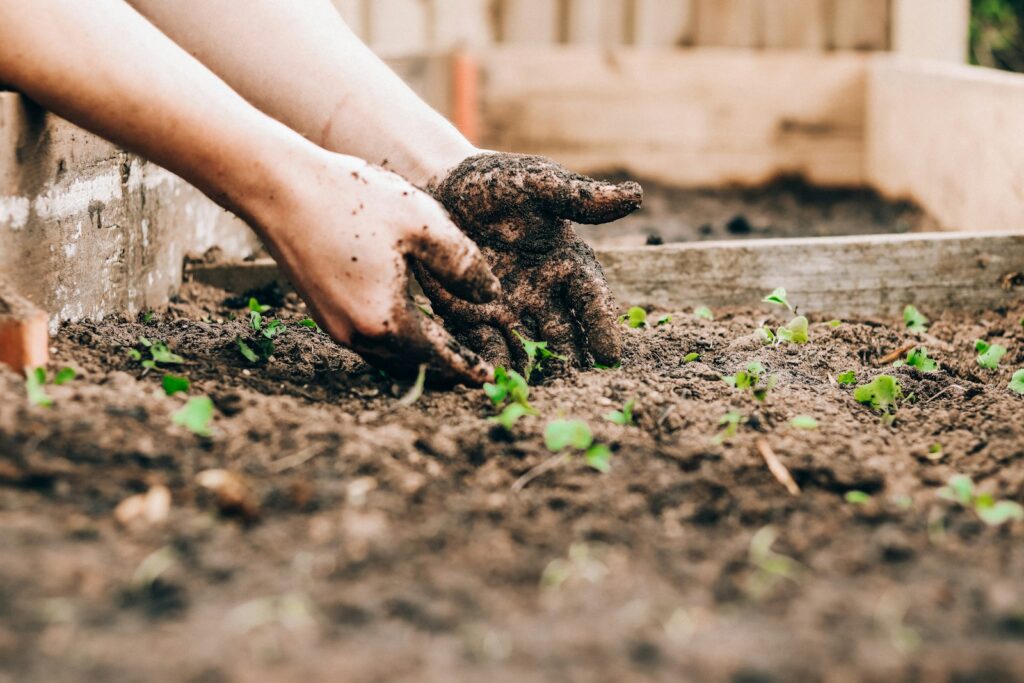 Handen die plantjes in de grond zetten als beeld voor vragen over biologische plaagbestrijding